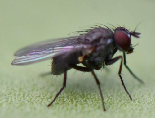 Coenosia agromyzina
